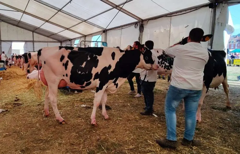 Concurso de Ganado (15)