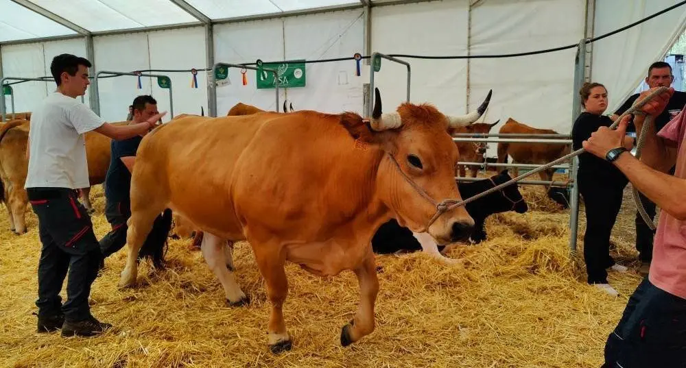 Concurso de Ganado (16)