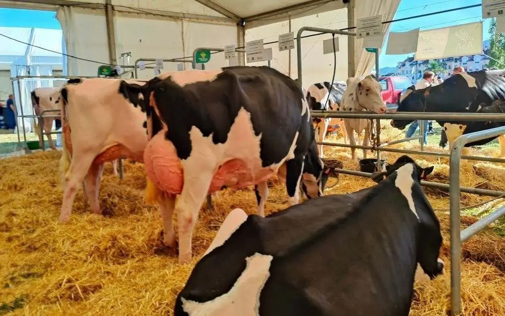 Concurso de Ganado (25)