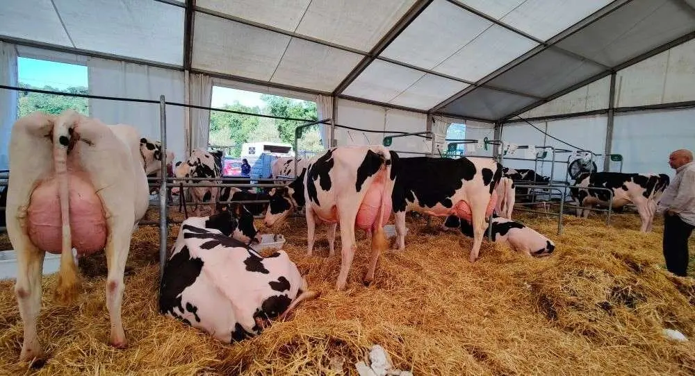 Concurso de Ganado (26)