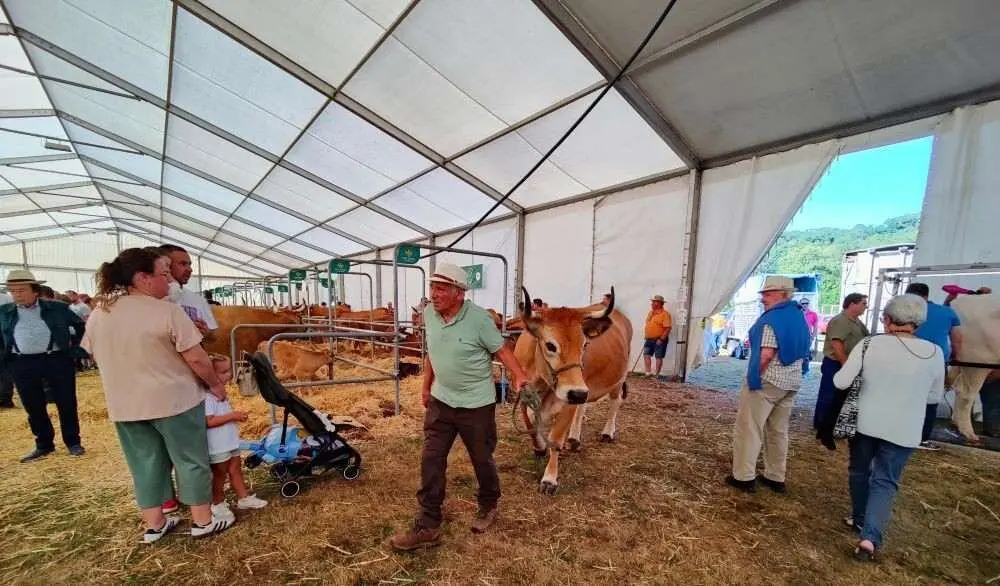 Concurso de Ganado (27)