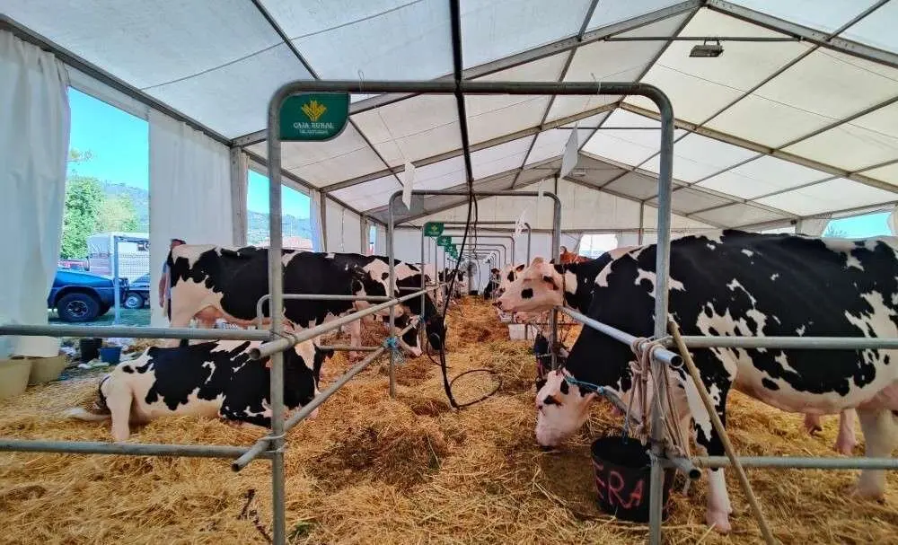 Concurso de Ganado (28)