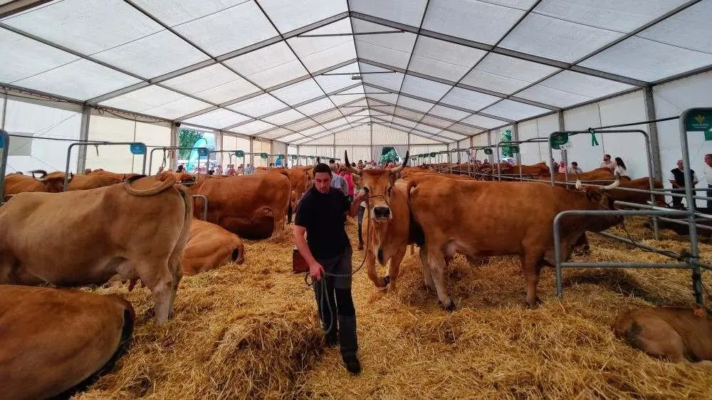 Concurso de Ganado (29)