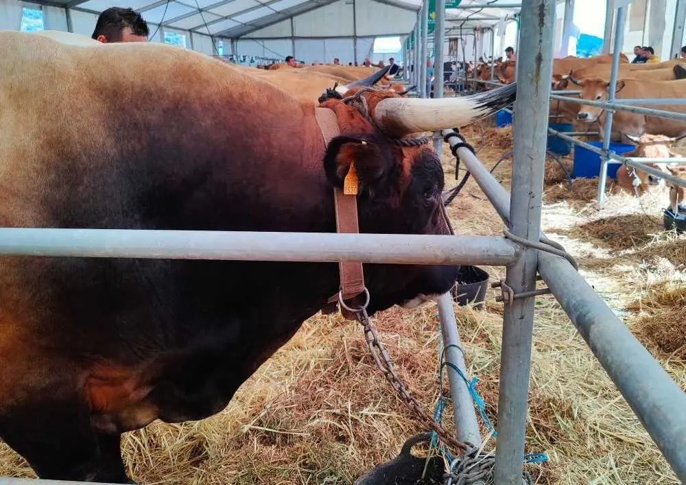 Concurso de Ganado (30)