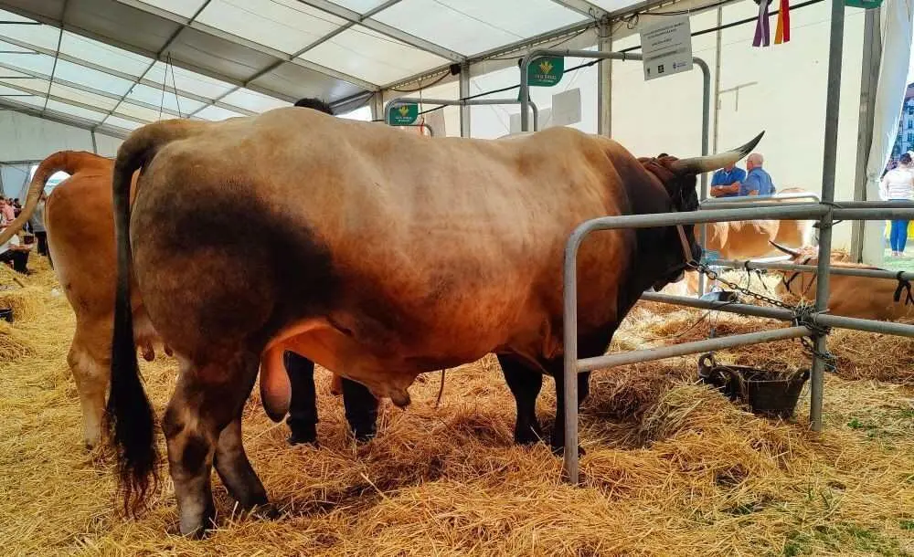 Concurso de Ganado (31)