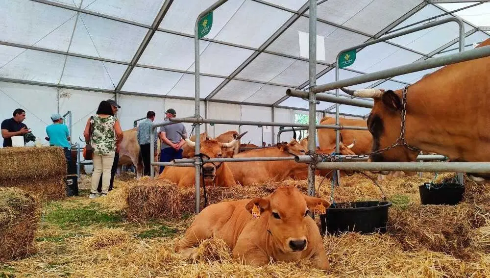 Concurso de Ganado (33)