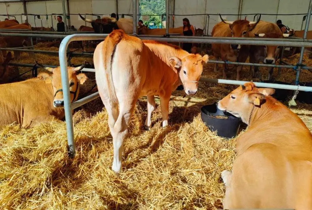 Concurso de Ganado (35)