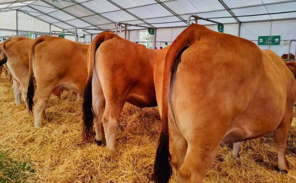 Concurso de Ganado (36)