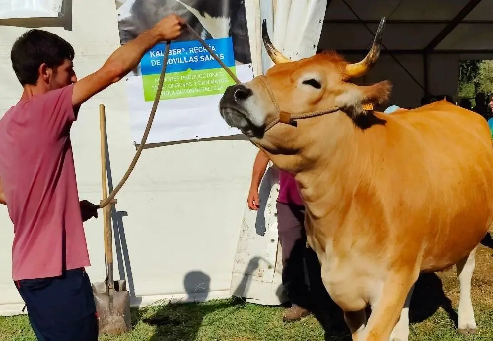 Concurso de Ganado (40)