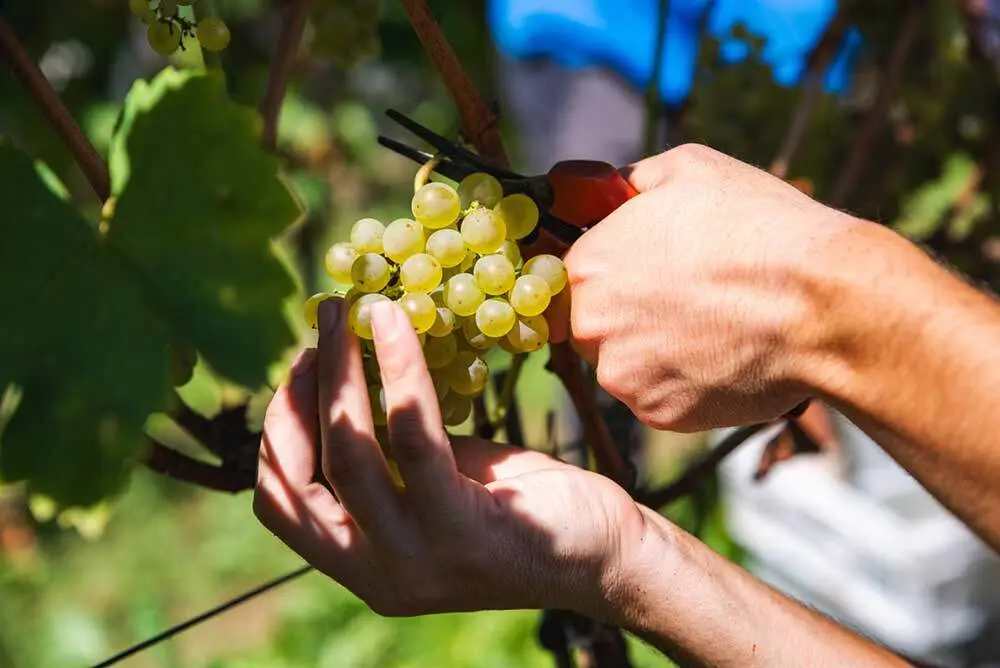 Vendimia-manos
