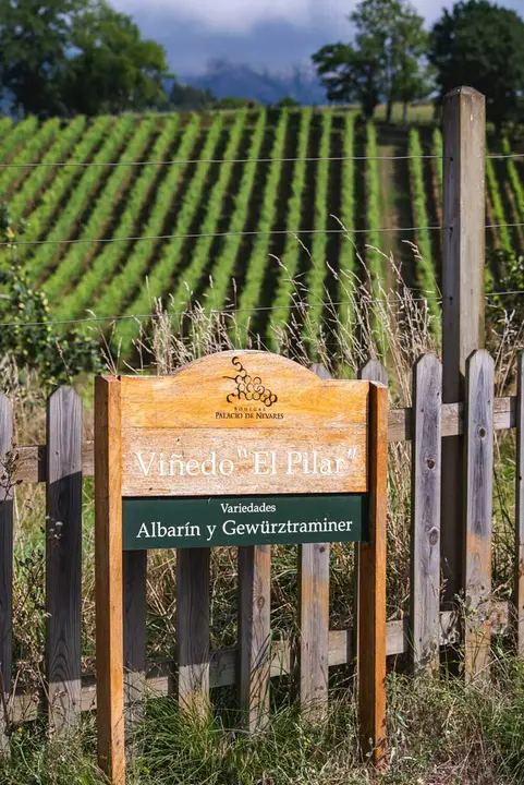 Nevares-viñedo-el-Pilar