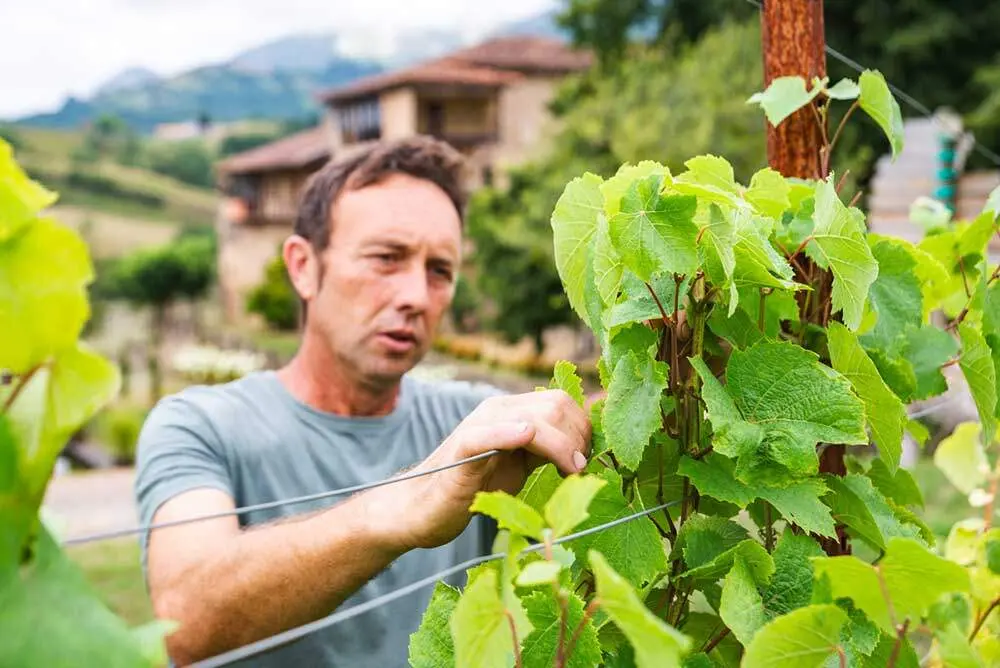 Palacio-de-Nevares-Vendimiando