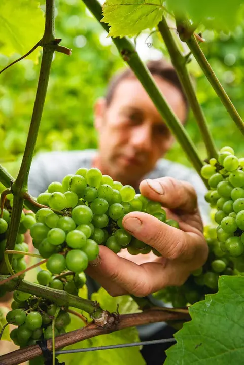 Uva-Palacio-de-Nevares-2