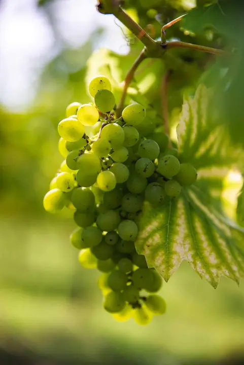 Uva-Palacio-de-Nevares