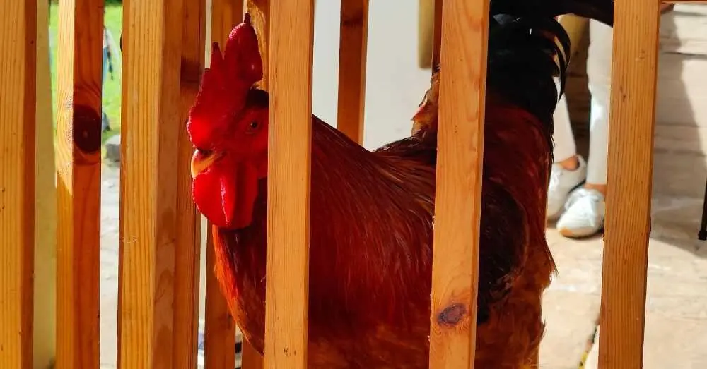 Feria del Lino y la Nuez 2025, Camoca. (81)