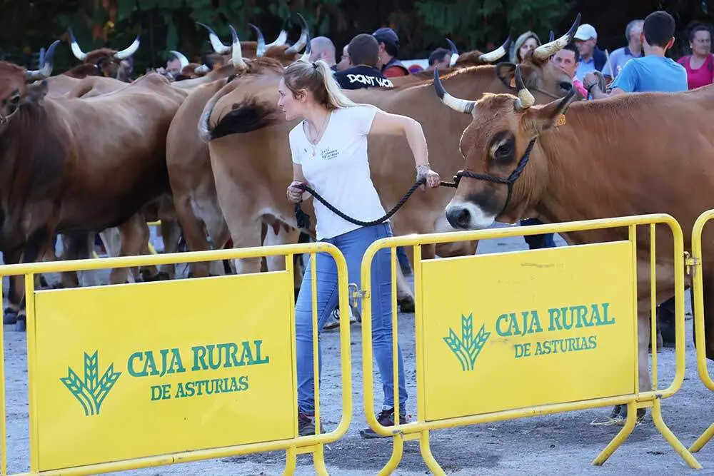 concurso-ganado-santa-teresa-infiesto-01