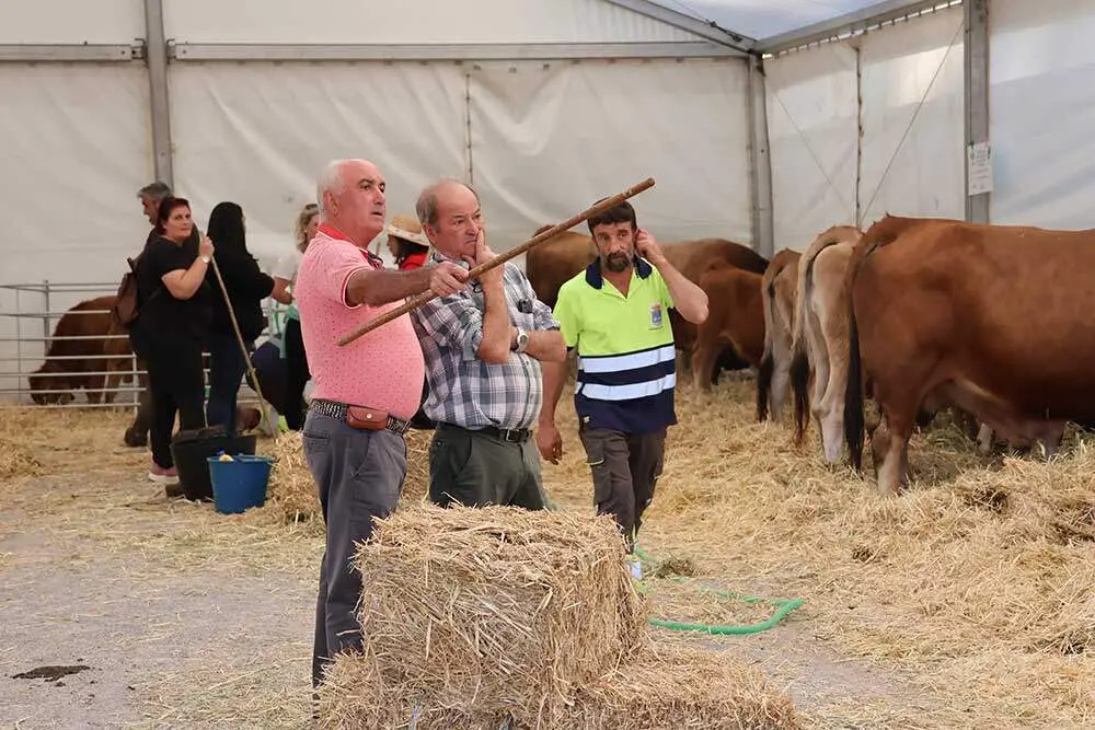 concurso-ganado-santa-teresa-infiesto-02