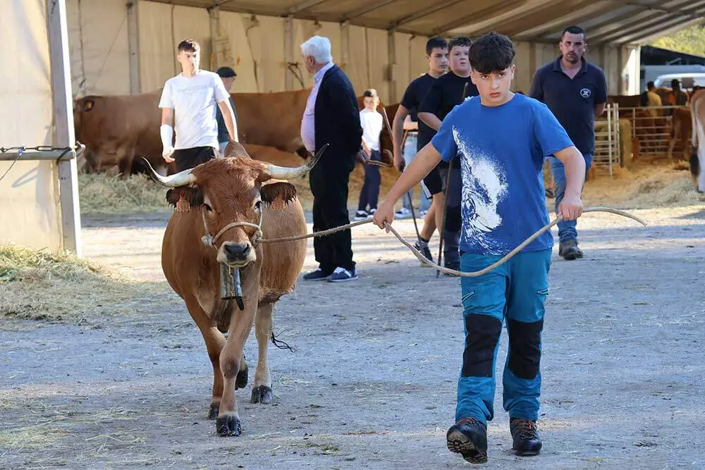 concurso-ganado-santa-teresa-infiesto-03