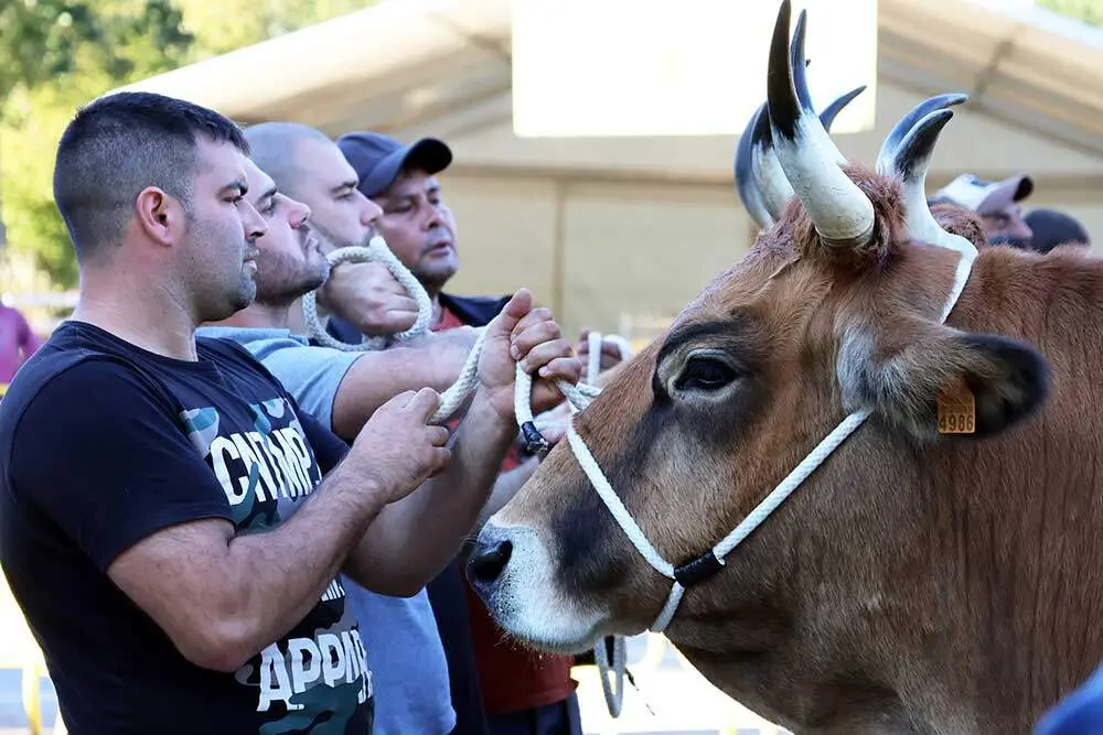 concurso-ganado-santa-teresa-infiesto-05