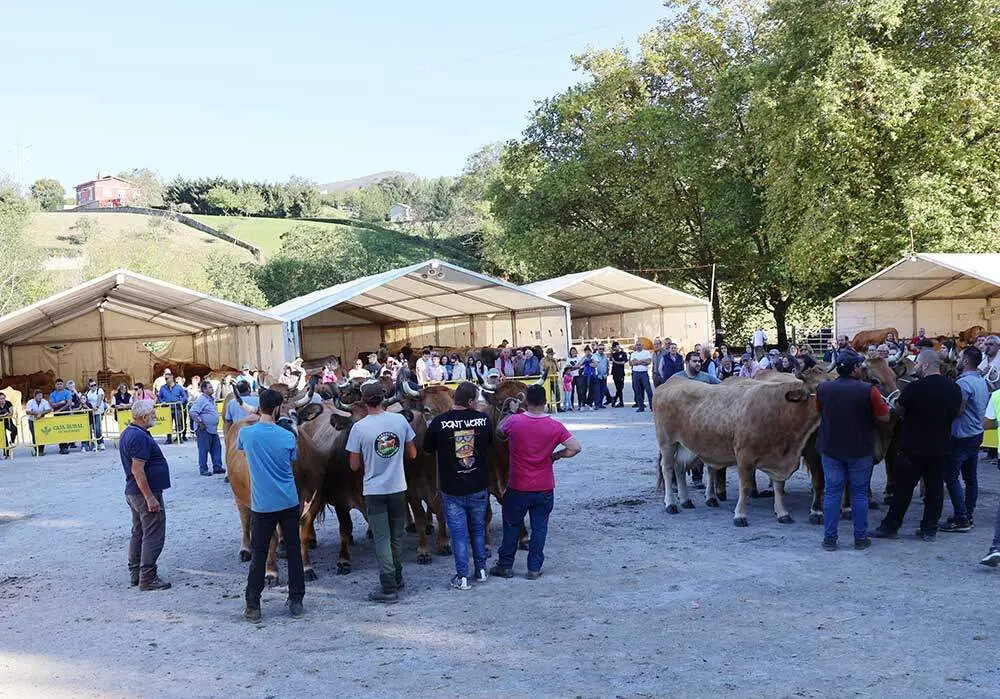 concurso-ganado-santa-teresa-infiesto-06