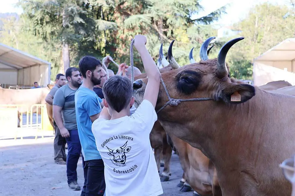 concurso-ganado-santa-teresa-infiesto-08
