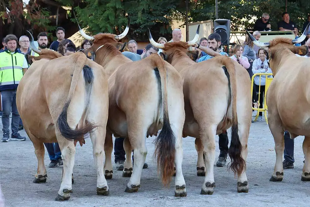 concurso-ganado-santa-teresa-infiesto-09