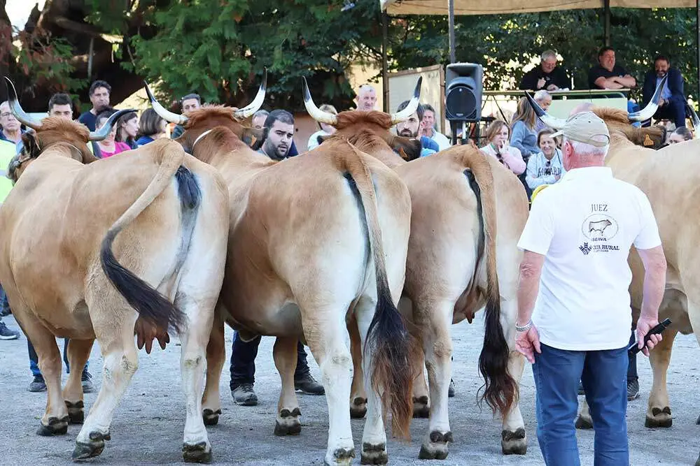concurso-ganado-santa-teresa-infiesto-010