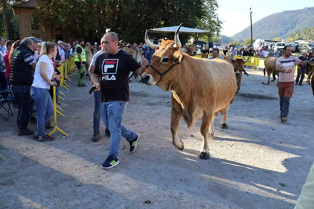 concurso-ganado-santa-teresa-infiesto-011