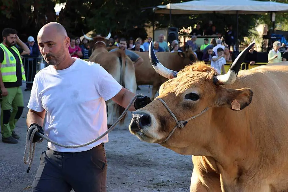 concurso-ganado-santa-teresa-infiesto-012