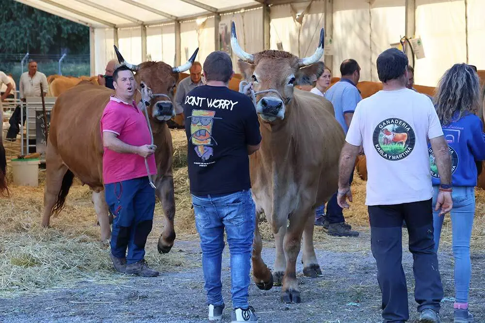 concurso-ganado-santa-teresa-infiesto-014