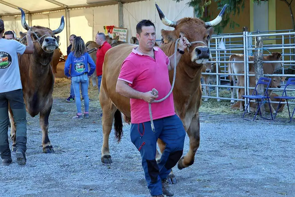 concurso-ganado-santa-teresa-infiesto-015
