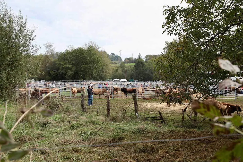 feria-santa-teresa-infiesto-2025-035