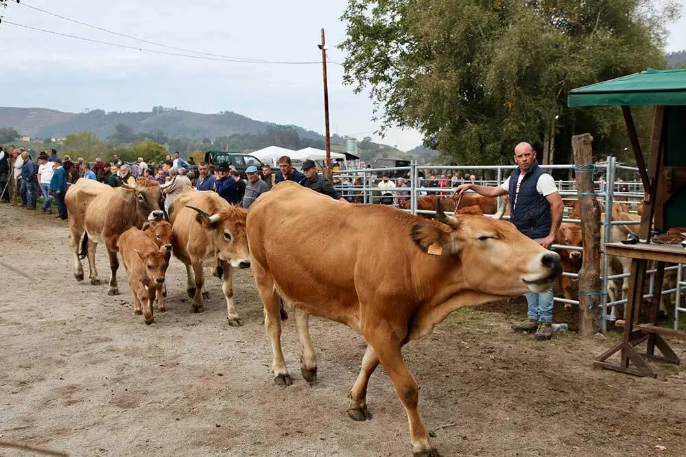 feria-santa-teresa-infiesto-2025-01