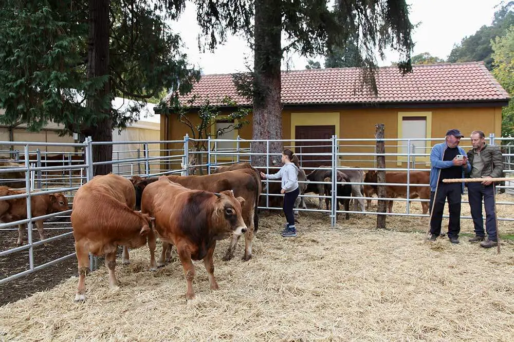 feria-santa-teresa-infiesto-2025-08