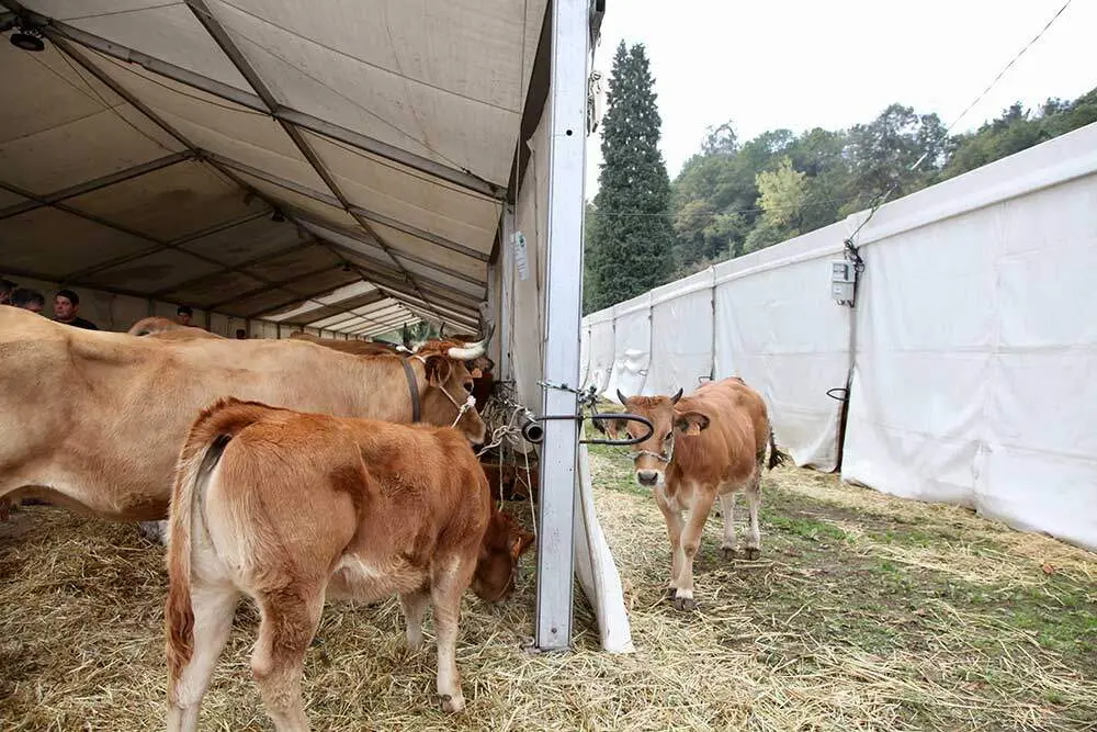 feria-santa-teresa-infiesto-2025-09