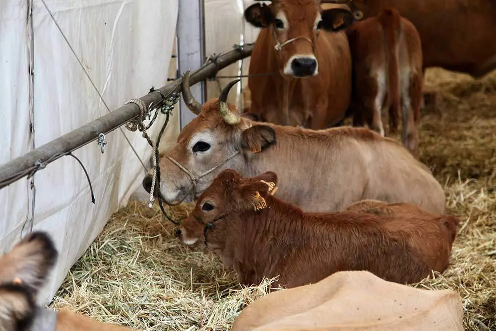 feria-santa-teresa-infiesto-2025-010