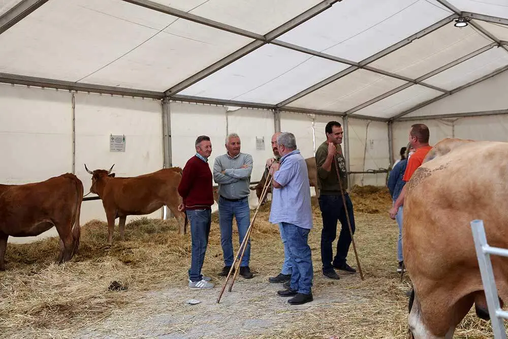 feria-santa-teresa-infiesto-2025-014