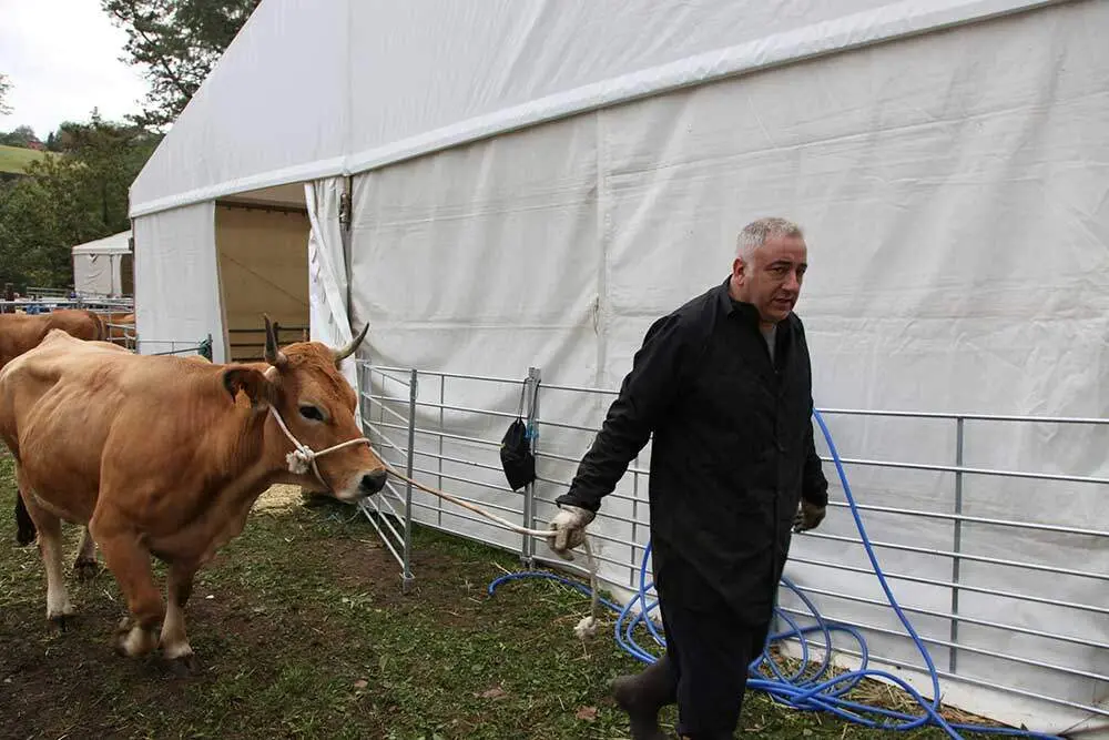 feria-santa-teresa-infiesto-2025-015