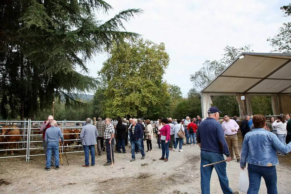 feria-santa-teresa-infiesto-2025-016