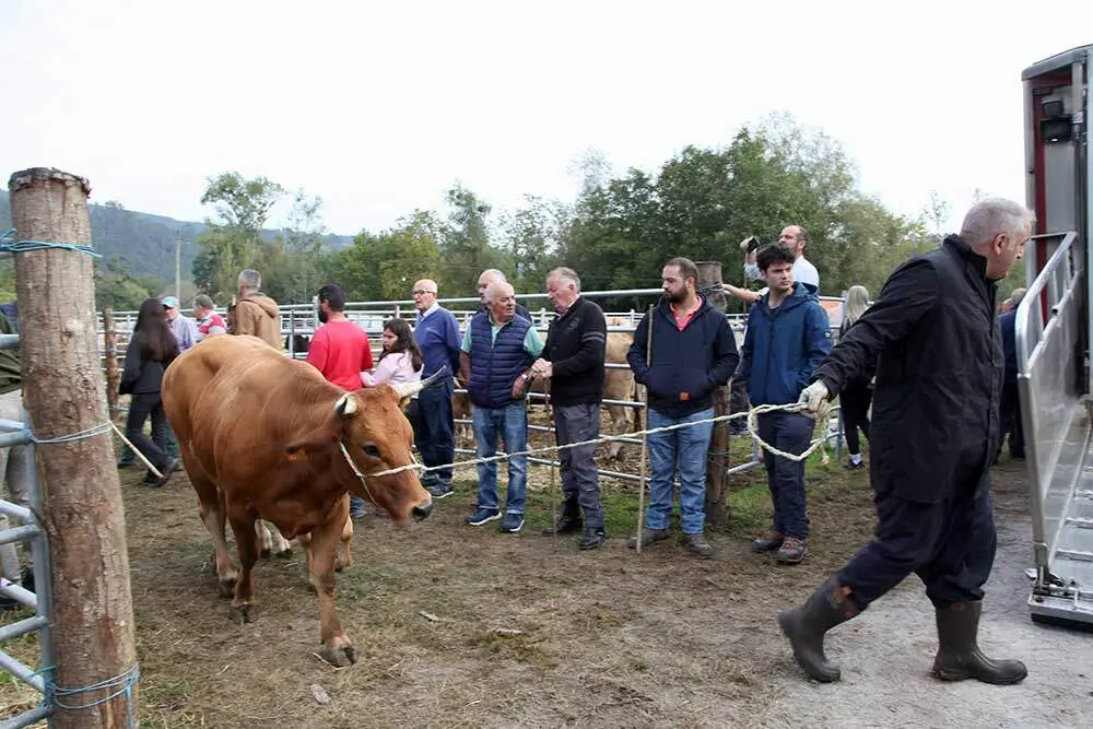 feria-santa-teresa-infiesto-2025-023