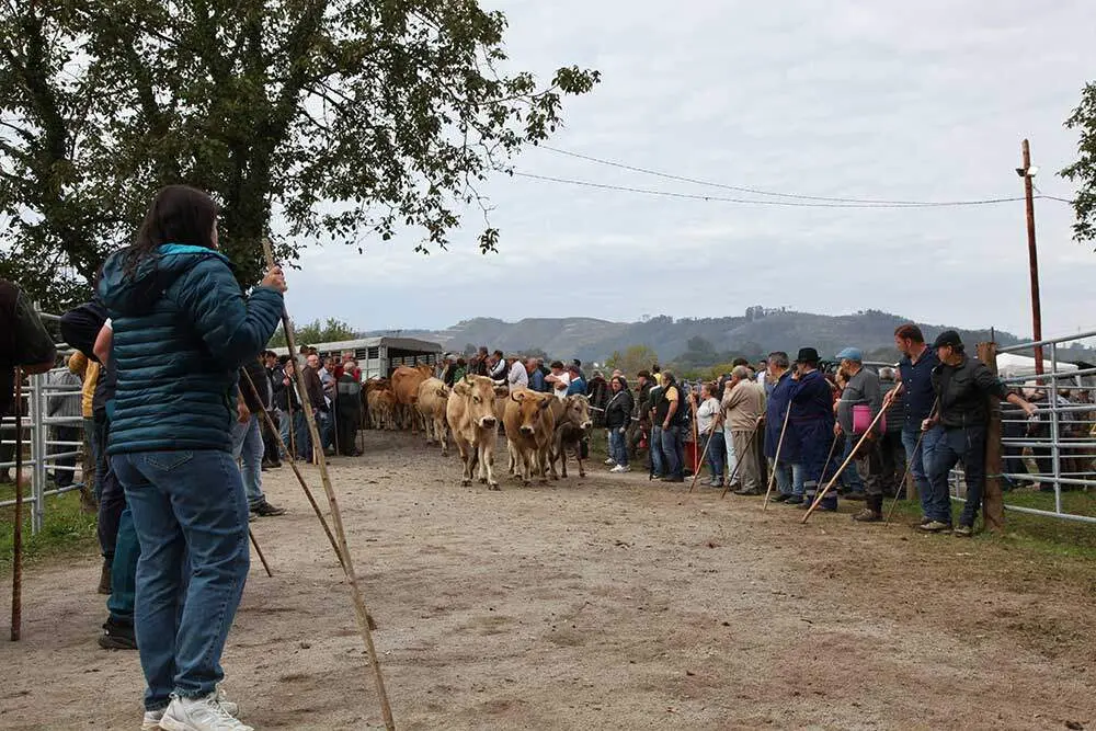 feria-santa-teresa-infiesto-2025-024