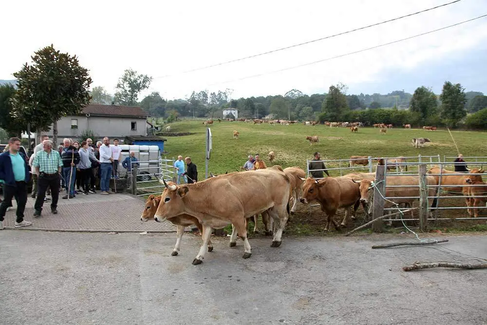 feria-santa-teresa-infiesto-2025-025