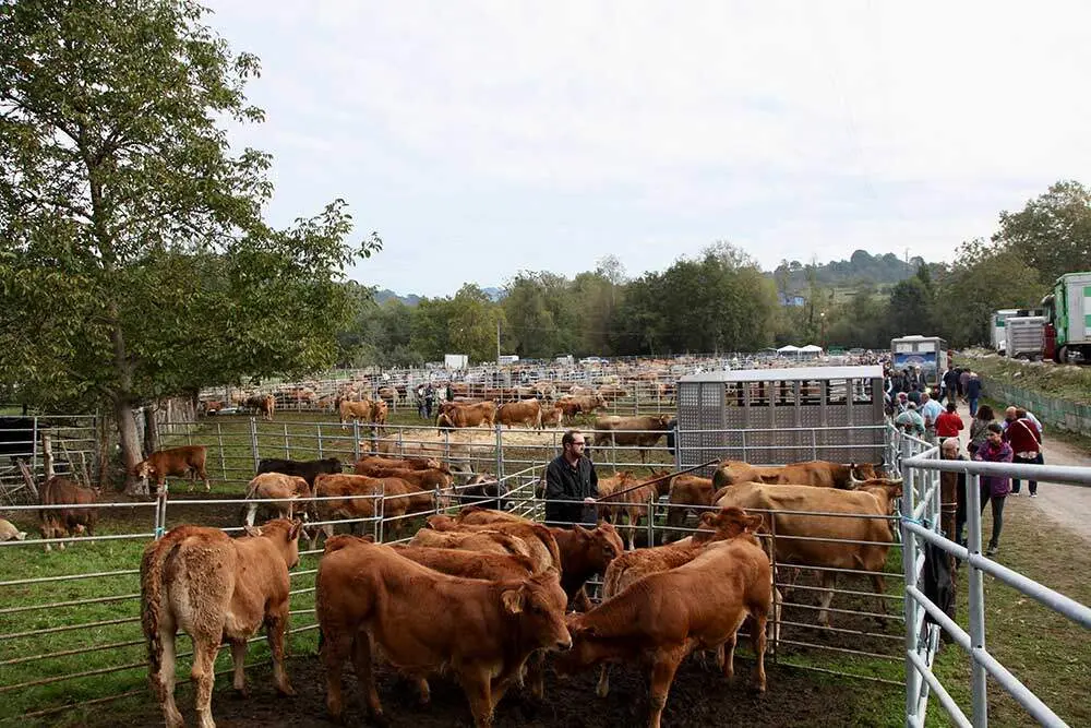 feria-santa-teresa-infiesto-2025-030