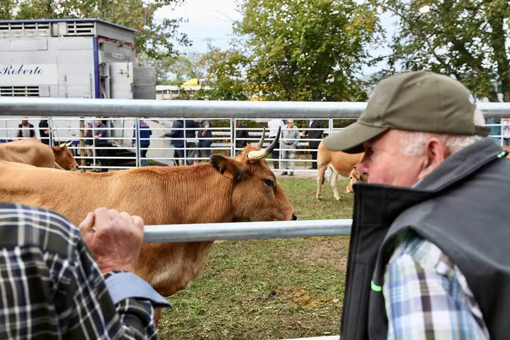 feria-santa-teresa-infiesto-2025-031