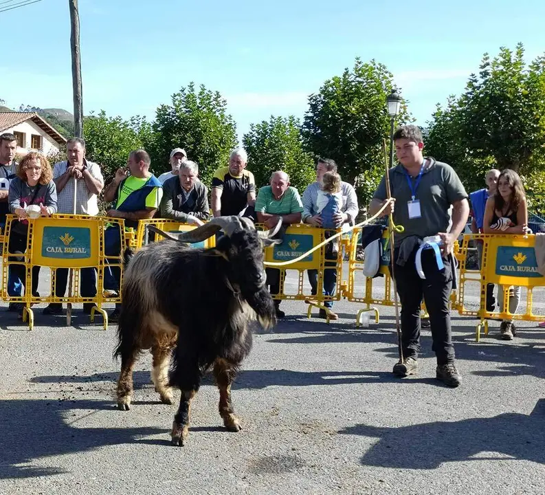 concurso-cabras-picos-europa-onis-08