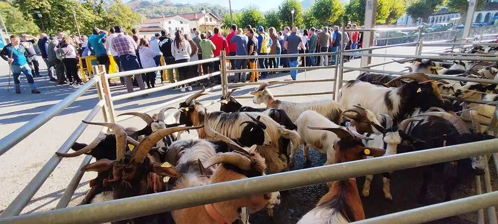 concurso-cabras-picos-europa-onis-09