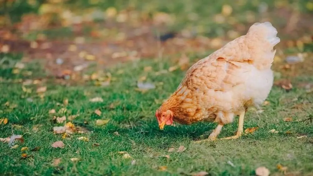 gripe-aviar-asturias