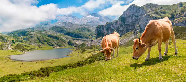 El principado aprueba una partida para el medio rural asturiano
