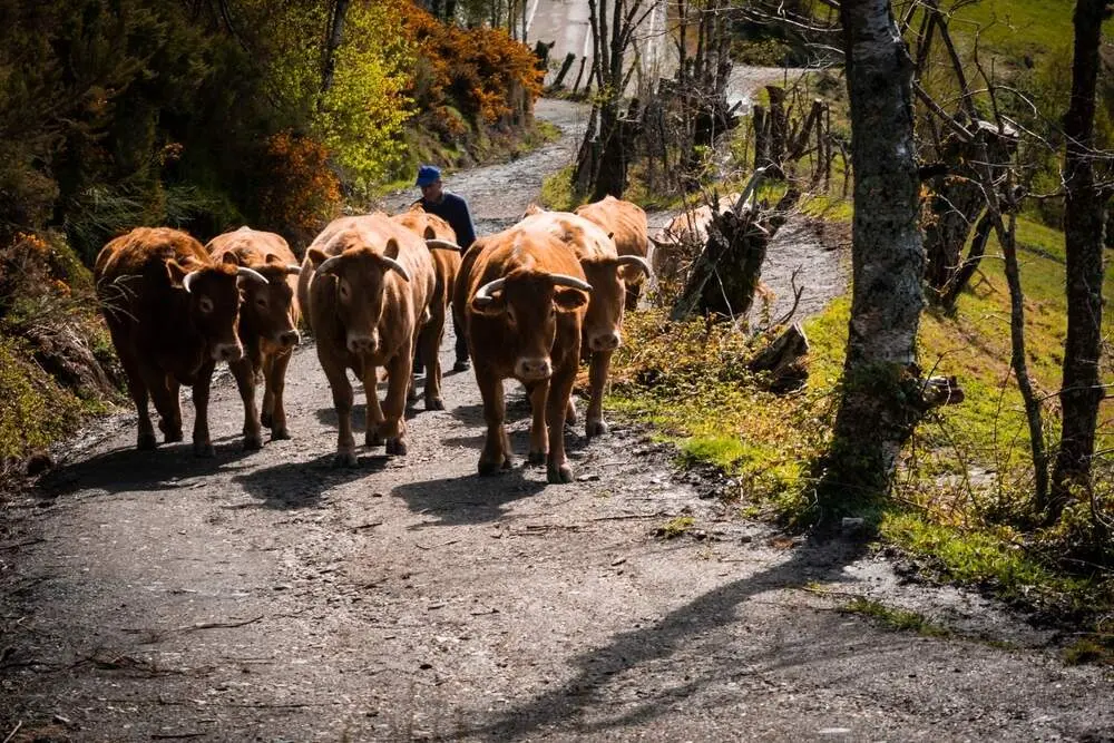 El Principado pag&oacute; a 897 explotaciones ganaderas por los da&ntilde;os producidos por la enfermedad