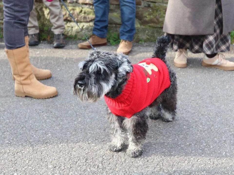Campanadas-de-Molleo (12)